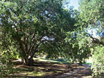 One of many shady oak trees