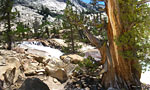 Colorful ancient conifers complement the stone and sky