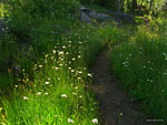 High on the mountain again, the trail passes through lush forest