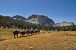 A lady wrangler takes a mule train to Vogelsang High Sierra Camp
