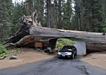 Obligatory car through tree shot - Auto Log near Crescent Meadow