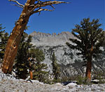 Ancient trees crowning the ridgeline above the Big Arroyo frame Red and Second Kaweah