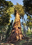 Ancient giant catches evening light in Redwood Mdw. grove