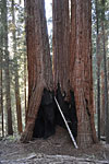 3 huge trees have grown together, each trunk is over 8 ft. wide. A dozen people could stand in the fire-carved cave.