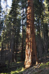 The trail passes a single, immense Giant Sequoia