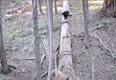 A black bear debates whether to continue up towards me on this giant dead Sugar Pine or play it safe. This is a screen capture of a video which I'll post when I get the file reduced for web viewing