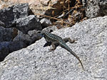 From atop boulders, brave and endearingly curious blue lizards study you as long as possible before dashing away. 