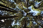 Canopy of immense Sugar Pines