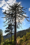 Magnicifent Sugar Pines tower over the landscape