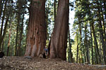 The High Sierra Trail (HST) starts in the Crescent Meadows area of Giant Forest, among some of the worlds largest trees. About a mile in, this conjoined giant Sequoia was split by fire.