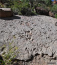 The Dinosaur Tracks. Left fork of North Creek, Zion National Park, Utah