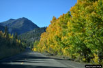 Sierra aspens turn their most golden late Sep.- early Oct.