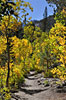 Aspens