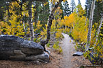 Aspens on Big Pine Lakes trail